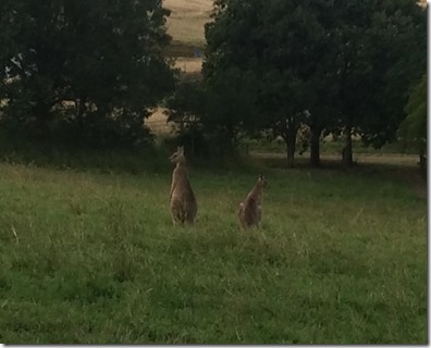 kangaroos